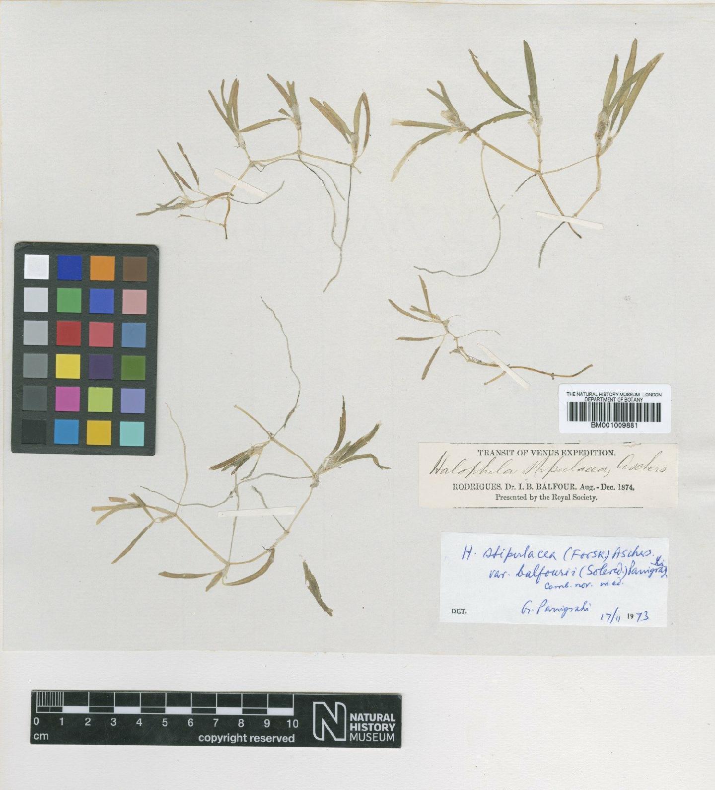 To NHMUK collection (Halophila balfourii Soler.; LECTOTYPE; NHMUK:ecatalogue:643102)