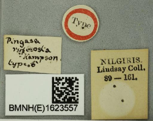 Lophophelma ruficosta (Hampson, 1891) - Pingasa ruficosta Hampson syntype male 1623557 labels