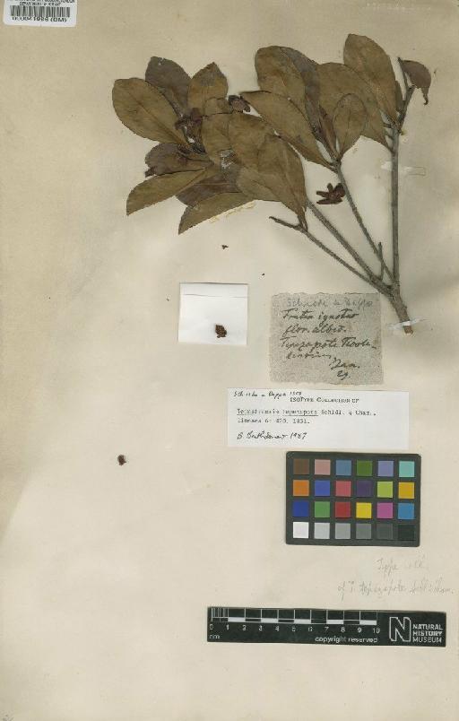 Ternstroemia tepezapote Schltdl. & Cham. - BM000041986