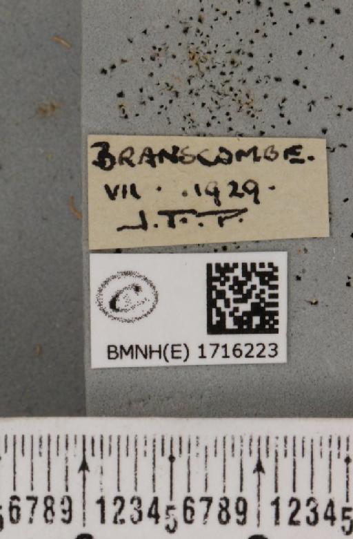 Scopula marginepunctata (Goeze, 1781) - BMNHE_1716223_label_269427