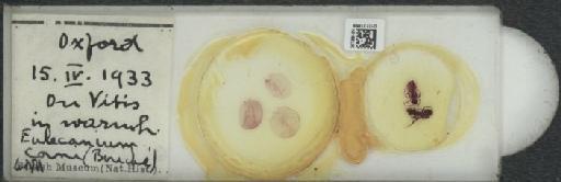 Parthenolecanium corni (Bouche, 1844) - 010137859_117397_1101018
