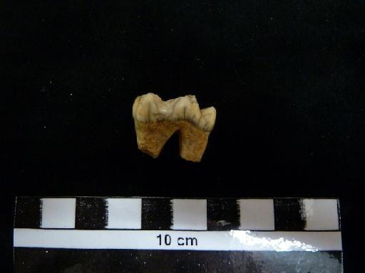 Ursus arctos Linnaeus, 1758 - M 92413. Ursus arctos lower m1 tooth. 1
