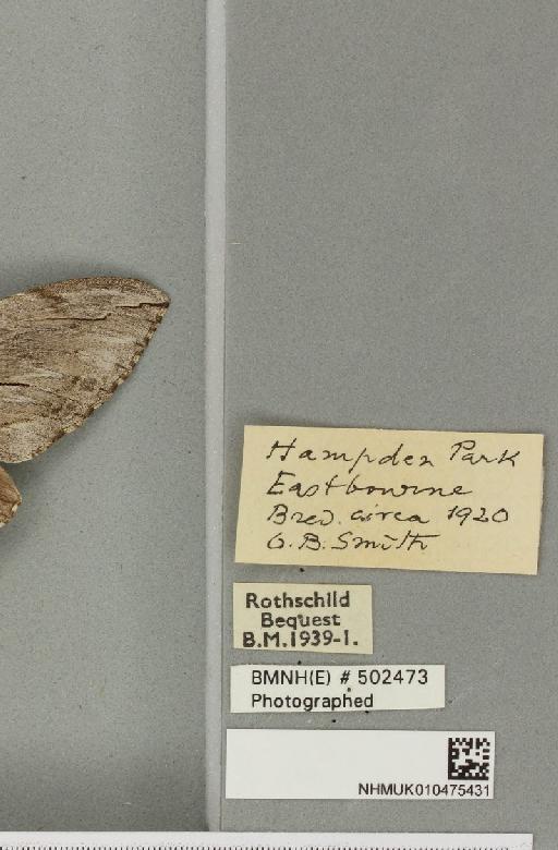 Agrius convolvuli ab. unicolor Tutt, 1904 - NHMUK_010475431_label_527058