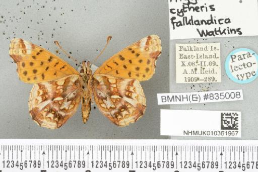 Yramea cytheris cytheris (Drury, 1773) - NHMUK010361967_Yramea_cytheris_ cytheris_ (Drury, 1773)_PLT_underside