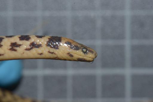 Atractus erythromelas Boulenger, 1903 - Image of specimen 1946.1.7.17