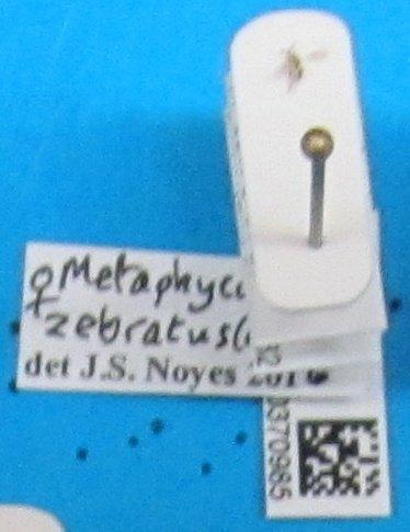 Metaphycus zebratus (Mercet, R.G., 1916) - Metaphycus zebratus 010370985 nt F crop
