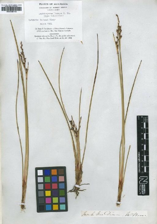 Lepidosperma lineare R.Br. - BM000991100