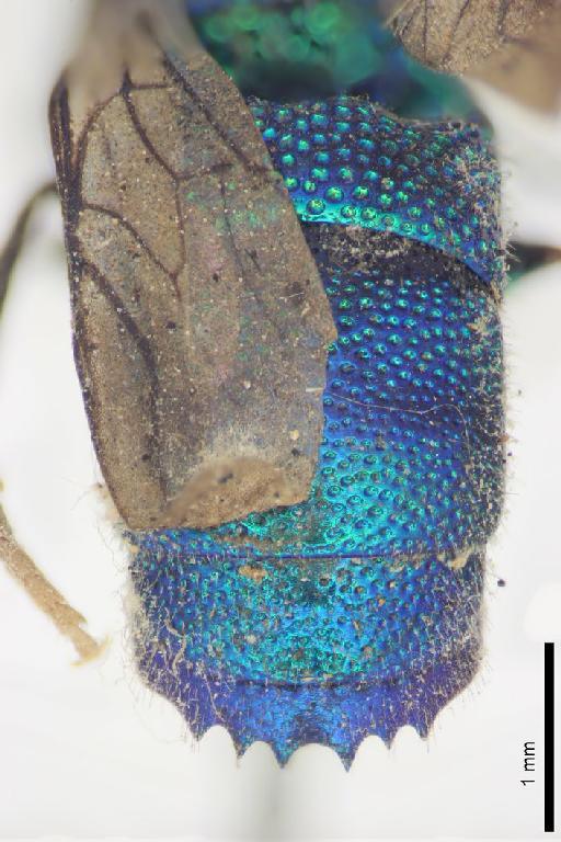 Ipsiura pilifrons (Cameron, P., 1888) - Chrysis_pilifrons-BMNH(E)#969432_type-distal-3_2X