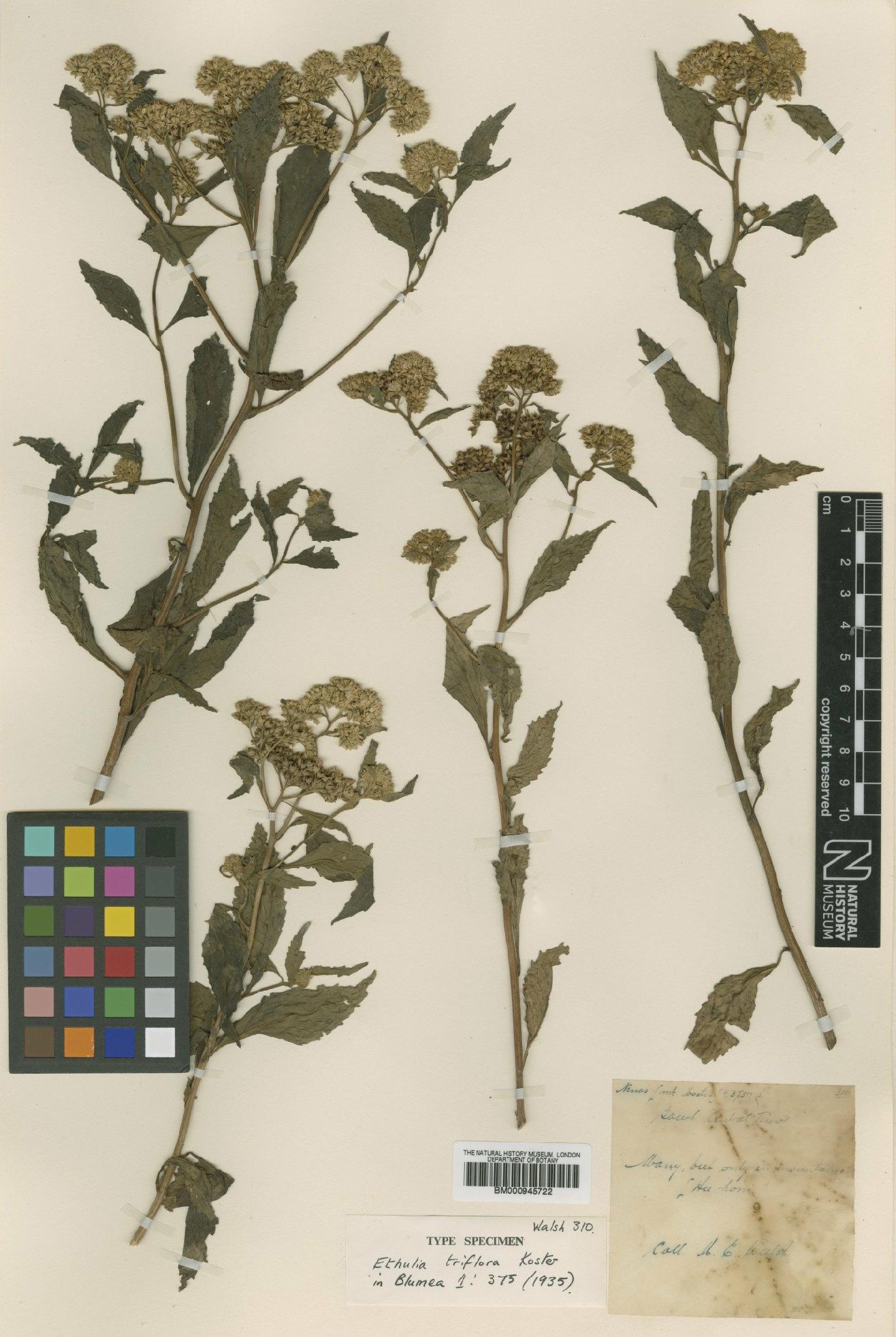 To NHMUK collection (Ethulia triflora Koster; Type; NHMUK:ecatalogue:3742)