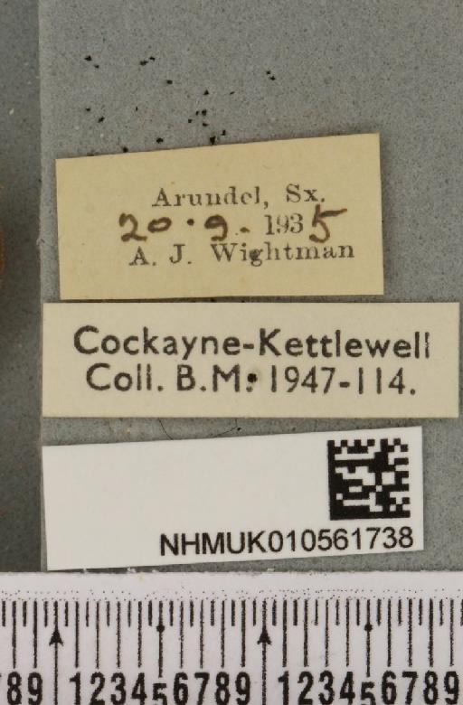 Tiliacea aurago ab. internmixta Wightman, 1941 - NHMUK_010561738_label_619431