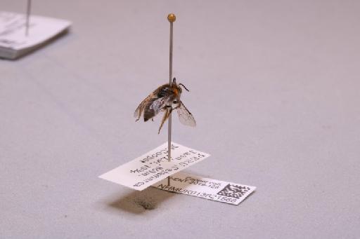 Colletes Latreille, 1802 - 013621568_additional_1