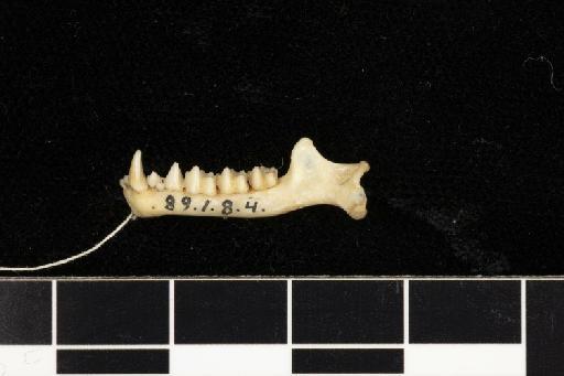 Rhinolophus luctus foetidus K. Andersen, 1918 - 1889_1_8_4-Rhinolophus_morio_foetidus-Holotype-Skull-mandibles_lateral