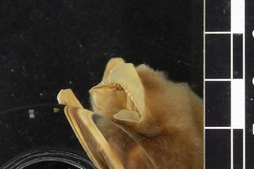 Rhinolophus celebensis Andersen, 1905 - 1897_1_3_19-Rhinolophus_celebensis-Holotype-Noseleaf-lateral-1