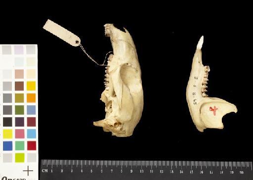 Macropus ualabatus ingrami Thomas and  Dollman, 1909 - 1908.8.8.65_Skull_Lateral