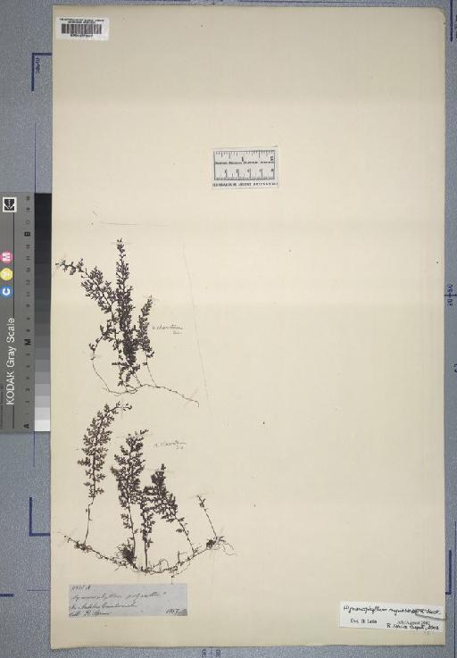 Hymenophyllum myriocarpum Hook. - Spruce - BM000776987