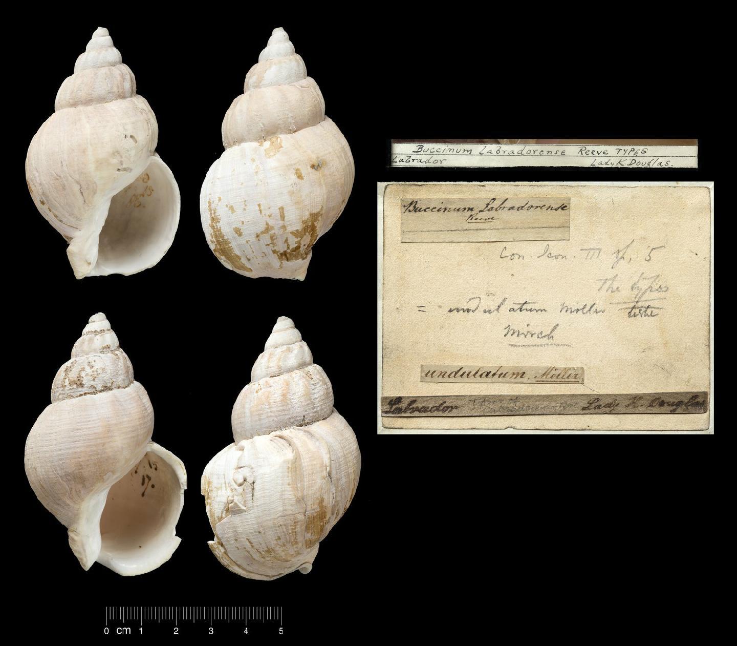 To NHMUK collection (Buccinum labradorense Reeve, 1846; SYNTYPE; NHMUK:ecatalogue:7384343)