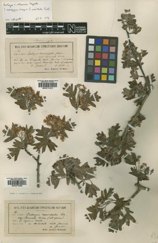 Crataegus linnaeus Gand. - BM000750836