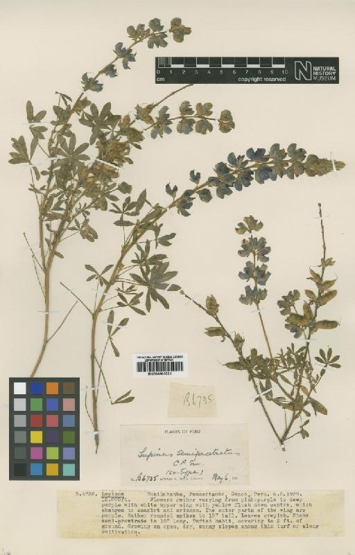 Lupinus semiprostratus C.P.Sm. - BM000901031