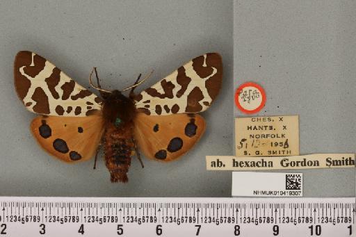 Arctia caja (Linnaeus, 1758) - NHMUK_010419307_532193