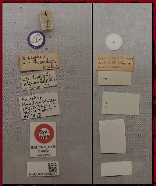 Eulophus mandron Walker, 1839 - Eulophus mandron 010208787 ST F labels