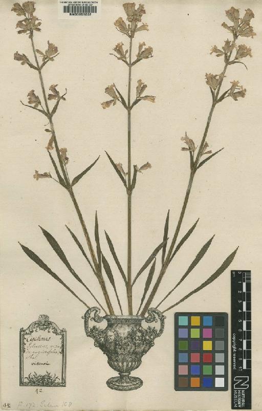 Lychnis viscaria L. - BM000628532