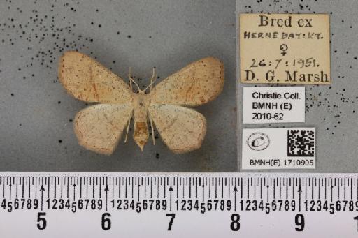 Cyclophora porata (Linnaeus, 1767) - BMNHE_1710905_275599