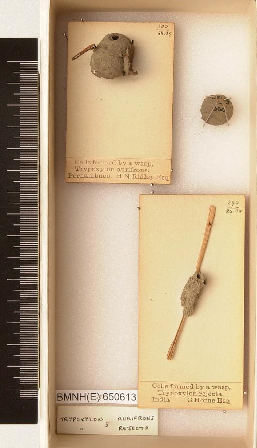 Trypoxylon Latreille, 1796 - Hymenoptera Nest BMNH(E) 650613