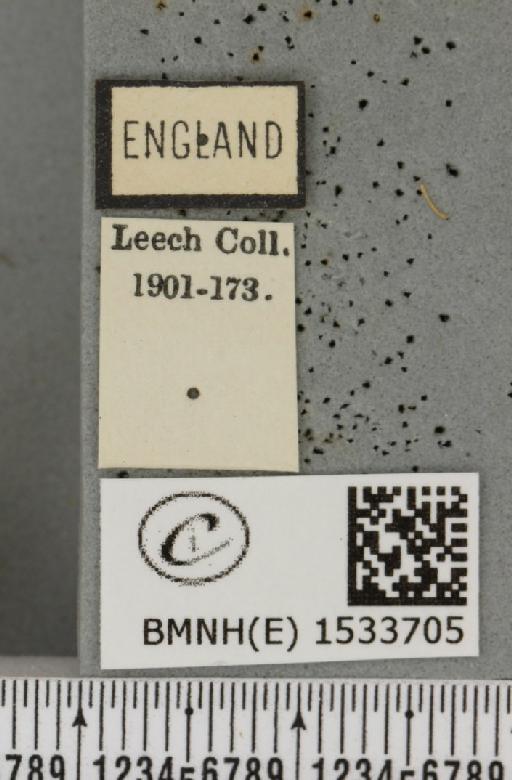 Watsonalla cultraria (Fabricius, 1775) - BMNHE_1533705_label_188348