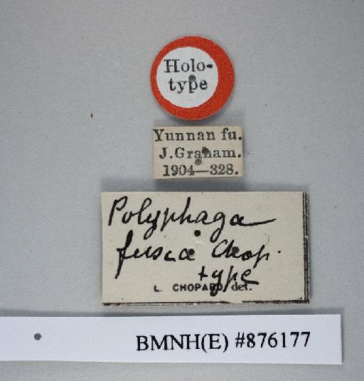 Eupolyphaga fusca Chopard, 1929 - Eupolyphaga fusca Chopard, 1929, male, syntype, labels. Photographer: Aging Wang. BMNH(E)#876177