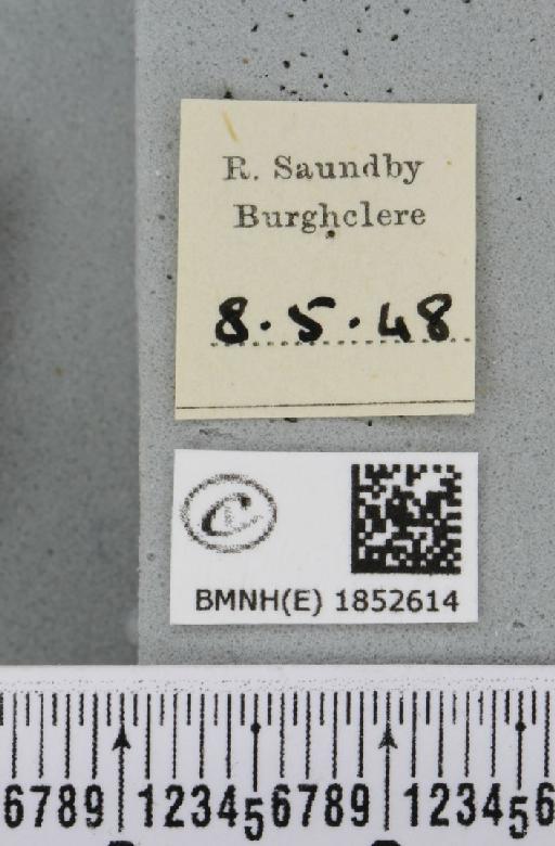 Chiasmia clathrata clathrata (Linnaeus, 1758) - BMNHE_1852614_label_424229