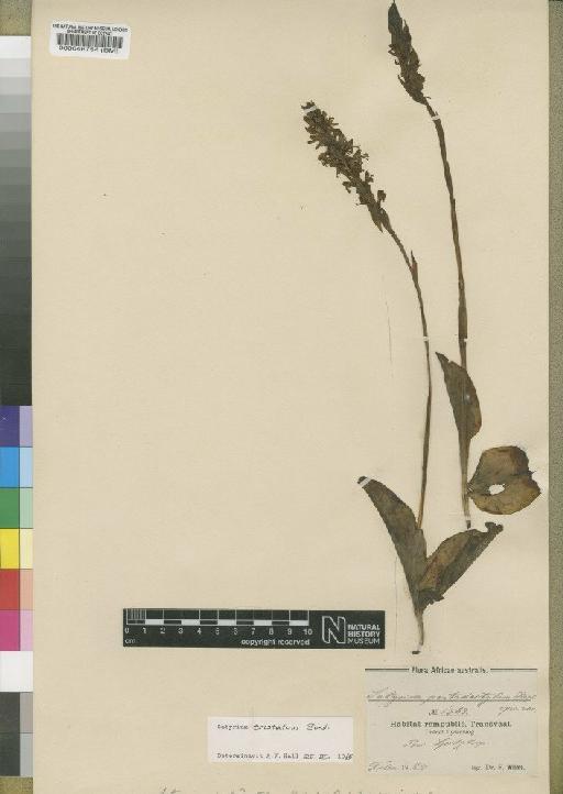 Satyrium cristatum var. cristatum Sond. - BM000046754