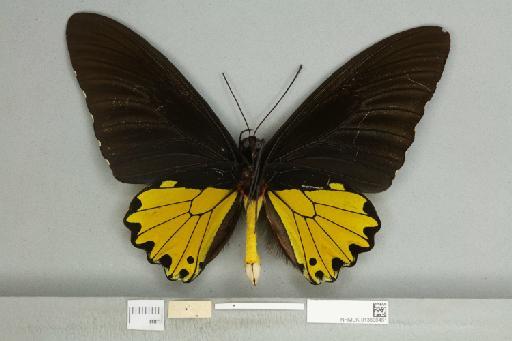 Troides helena cerberus Rothschild, 1895 - 013606461_additional