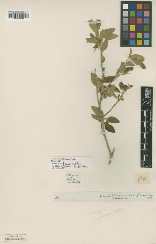 Solanum gardneri Sendtn. - BM000934993