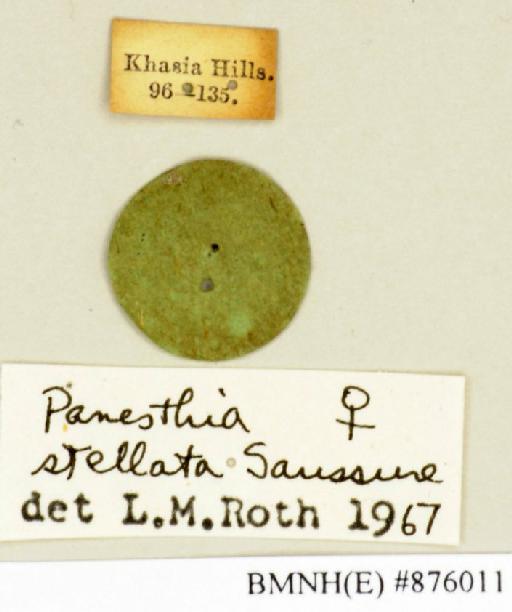 Panesthia stellata Saussure, 1895 - Panesthia stellata Saussure, 1895, female, non type, labels. Photographer: Edward Baker. BMNH(E)#876011