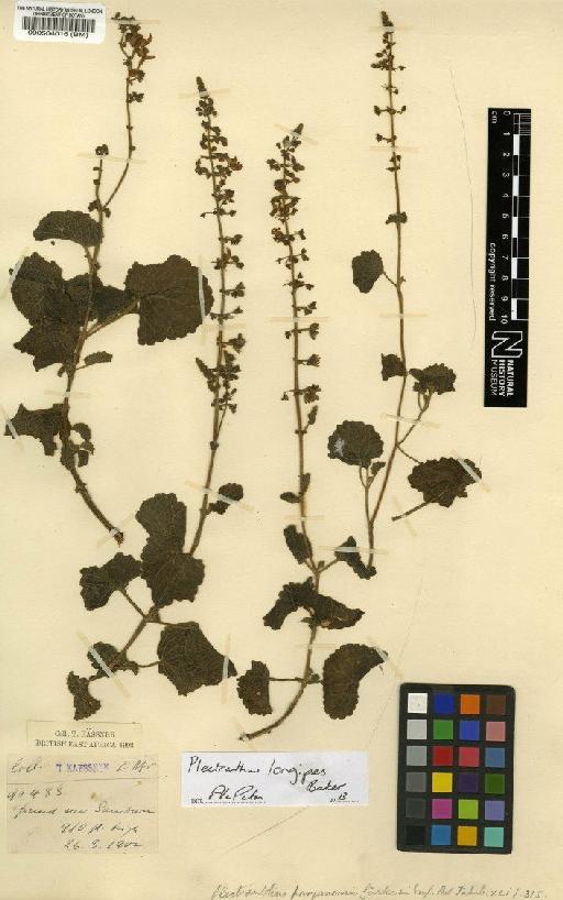 Plectranthus longipes Baker - BM000564016