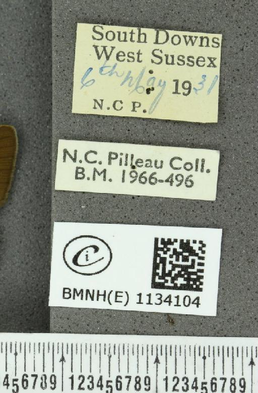 Callophrys rubi rubi (Linnaeus, 1758) - BMNHE_1134104_label_97788