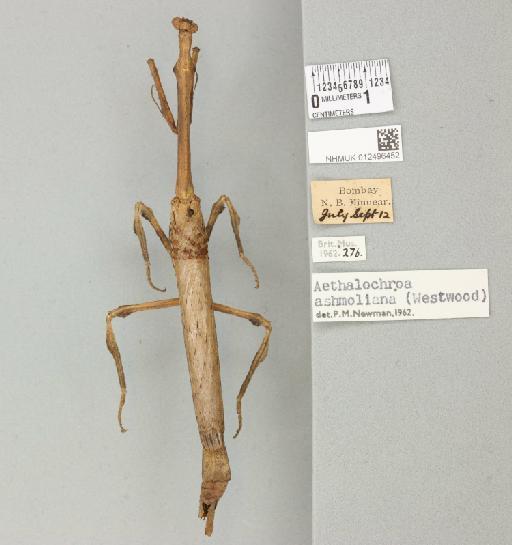 Aethalochroa ashmoliana (Westwood, 1841) - 012496452_118300_89634