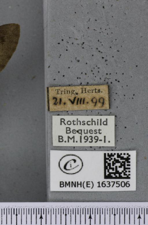 Macroglossum stellatarum (Linnaeus, 1758) - BMNHE_1637506_label_206190