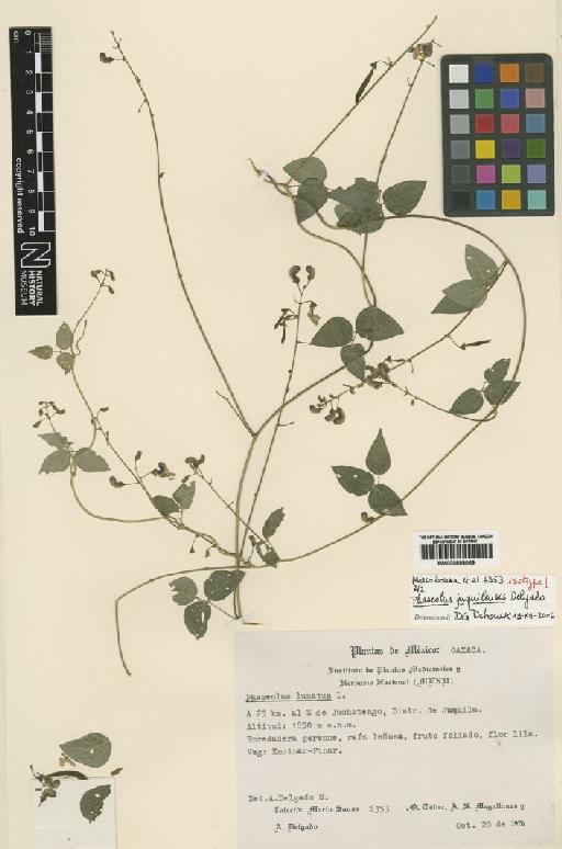 Phaseolus juquilensis A.Delgado - BM000898069