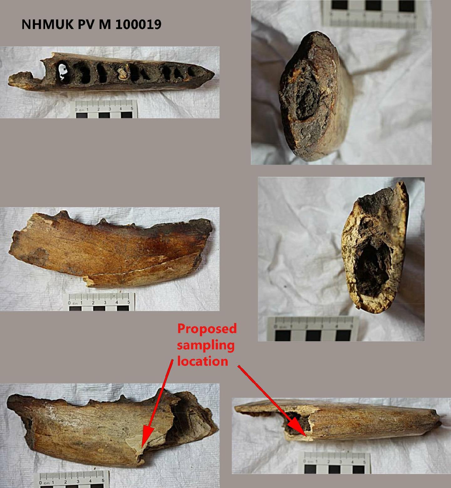 To NHMUK collection (Bovidae Gray, 1821; NHMUK:ecatalogue:6721325)