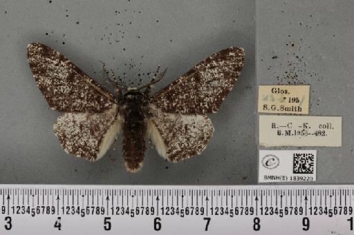 Biston betularia ab. insularia Thierry-Mieg, 1886 - BMNHE_1839220_412916