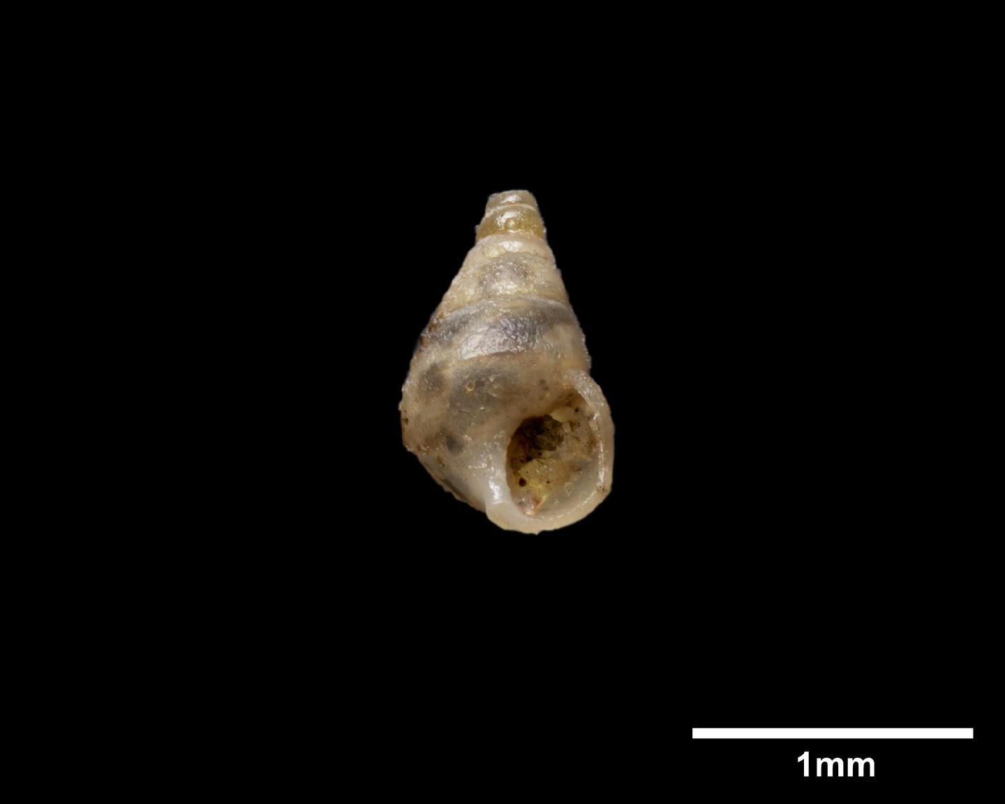 To NHMUK collection (Alaba violacea Carpenter, 1857; HOLOTYPE; NHMUK:ecatalogue:5565771)