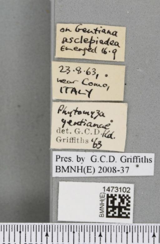 Chromatomyia gentianae (Hendel, 1920) - BMNHE_1473102_label_48376