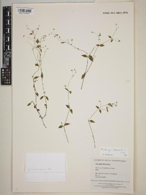Moehringia trinervia (L.) Clairv. - BM013414844