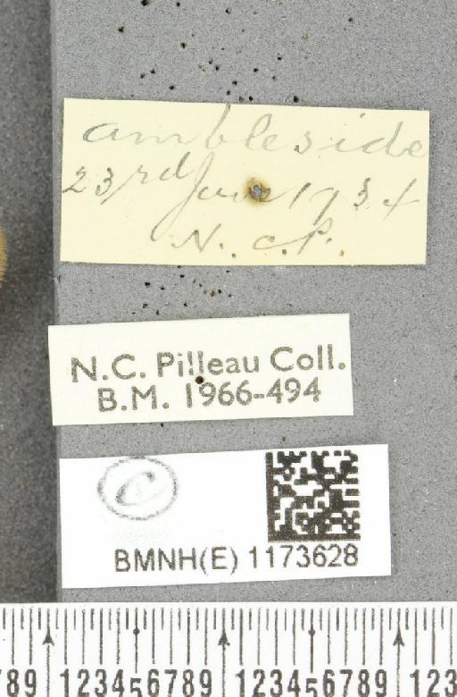 Erebia epiphron mnemon (Haworth, 1812) - BMNHE_1173628_label_29128