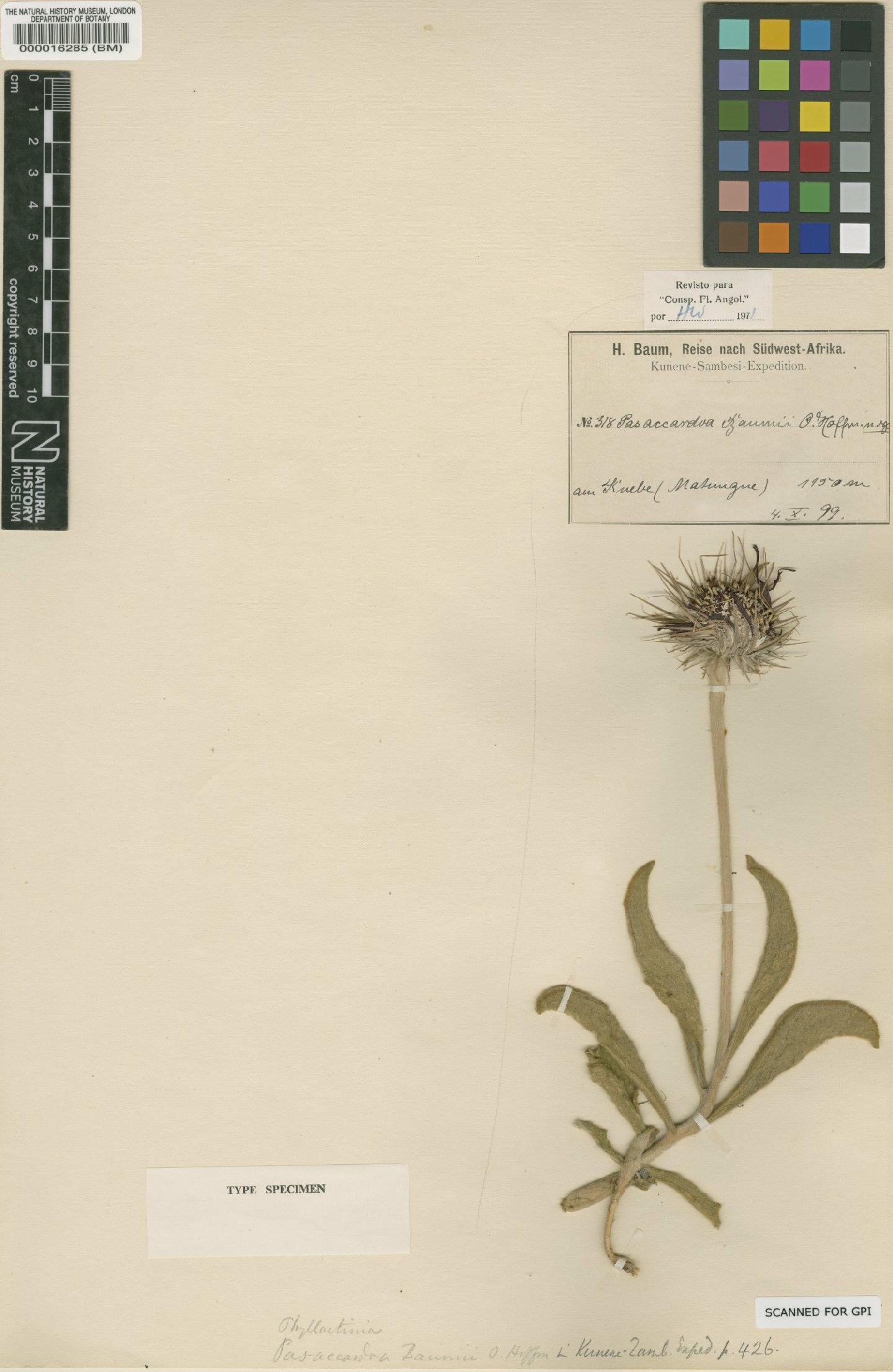 To NHMUK collection (Pasaccardoa baumii O.Hoffm.; Type; NHMUK:ecatalogue:4678997)