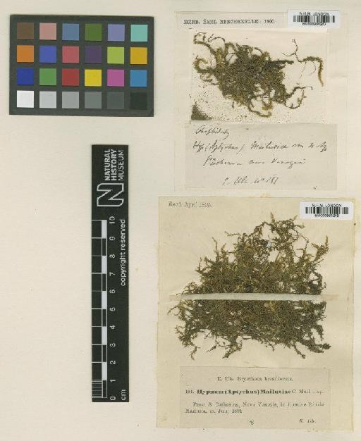 Sematophyllum caespitosum (Hedw.) Mitt. - BM000964247_a