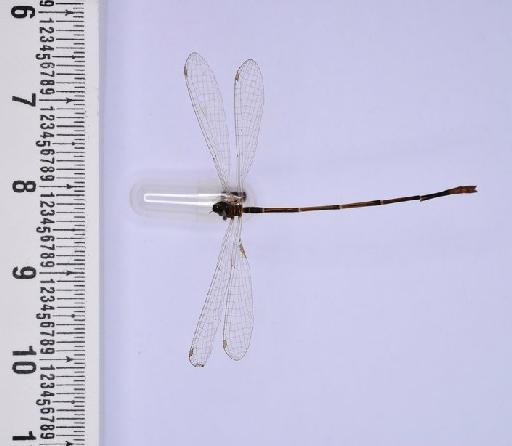 Agriocnemis interrupta Fraser, 1927 - BMNHE_1686065-Agriocnemis_interrupta-dorsal