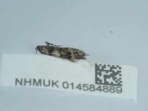 Exoteleia dodecella (Linnaeus, 1758) - 014584889_3