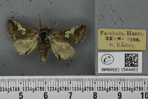 Diloba caeruleocephala (Linnaeus, 1758) - BMNHE_1544453_259488
